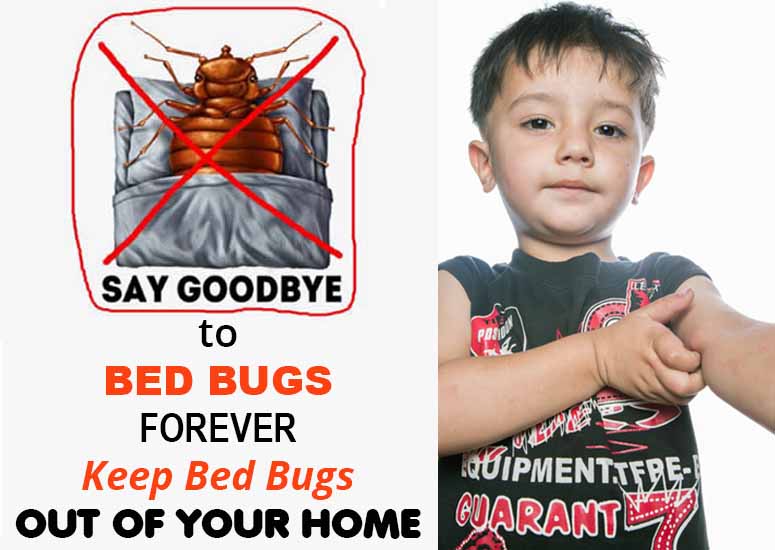 Bed Bug Pest Control in Sharjah