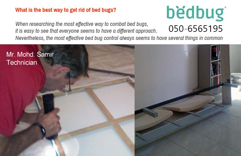 dubai bed bug youtube channel